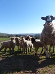 FZ004147 Ewe and lambs in field.jpg